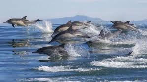 delfines en el estrecho