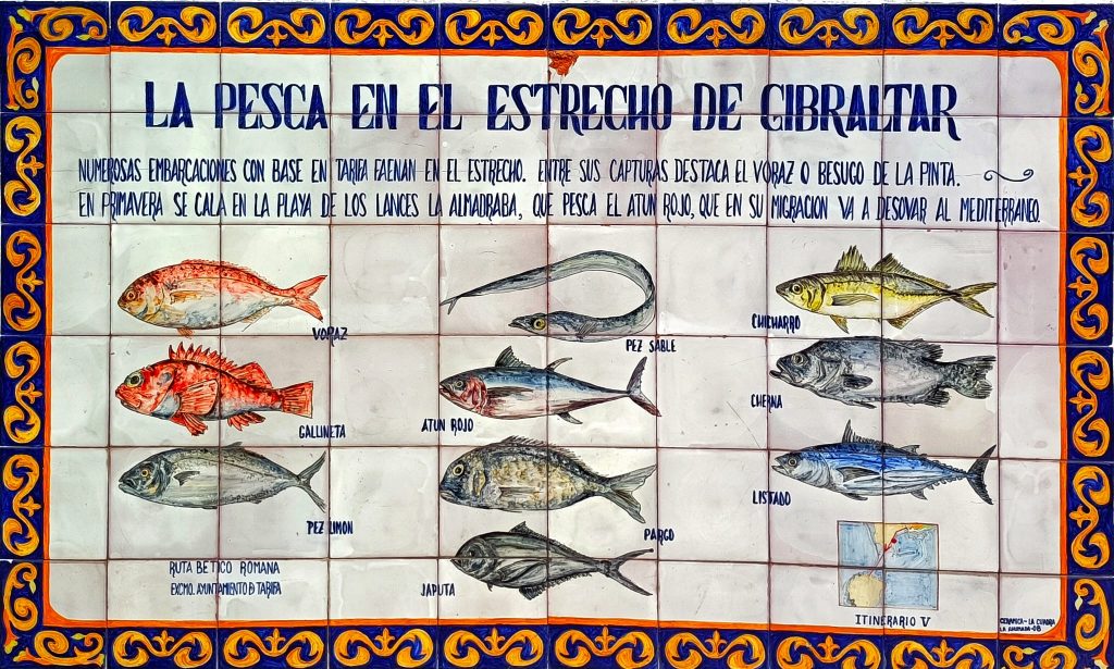 Diversidad de especies de la fauna marítima del Estrecho de Gibraltar