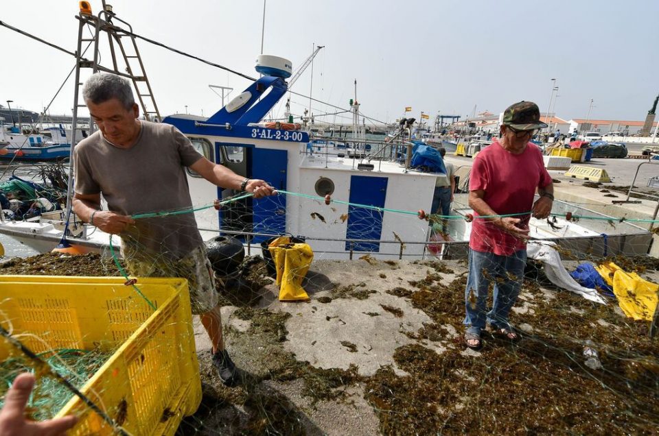 Impact of Asian Seaweed on Fisheries in the Strait of Gibraltar
