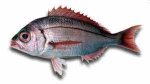 Blog de Pesca Turismo en Tarifa: la pesca del Pez Voraz o Besugo de la Pinta
