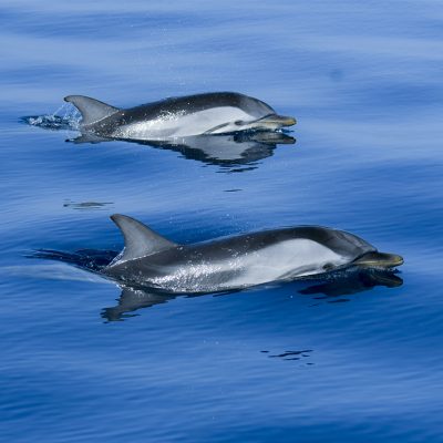 delfín en el estrecho